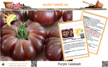 Tomate * Purple Calabash * 20 Samen